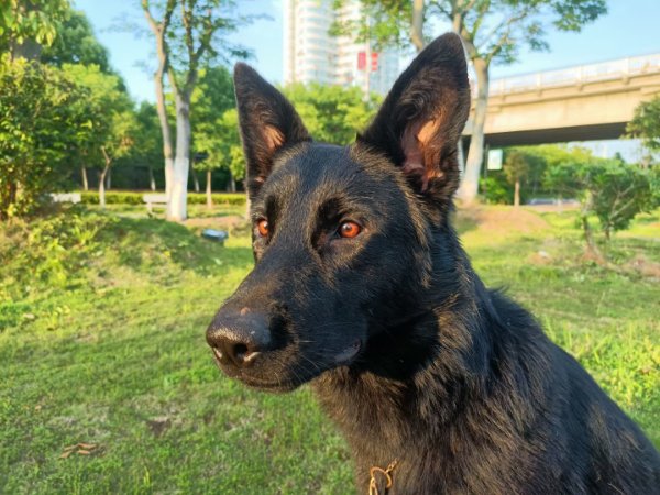 东德牧羊犬免费借配