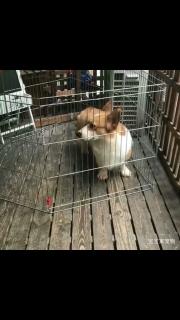 柯基犬种公配种借配