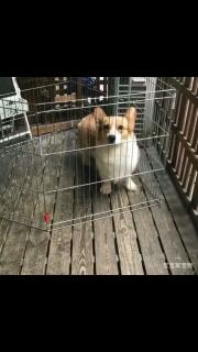 柯基犬种公配种借配